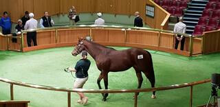Curraghmore's Lot 36, a filly by Savabeel, fetches $110,000.